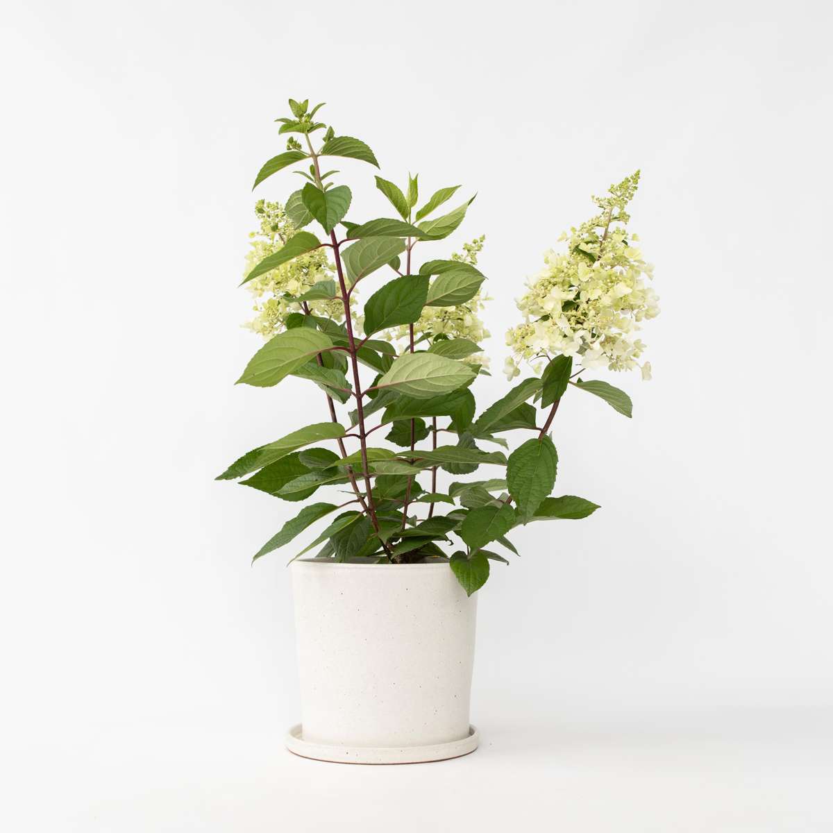 Hydrangea Hortensie - Hydrangea Paniculata 'Candlelight' - Höhe 25-40Cm - ⌀19Cm 