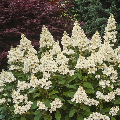 Hydrangea Hortensie - Hydrangea Paniculata 'Candlelight' - Höhe 25-40Cm - ⌀19Cm 