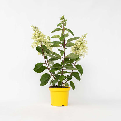 Hydrangea Hortensie - Hydrangea Paniculata 'Candlelight' - Höhe 25-40Cm - ⌀19Cm 
