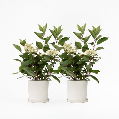 Hydrangea Hortensie - 2 Stk - Hydrangea Paniculata 'Early Harry' - Höhe 25-40Cm - ⌀19Cm 