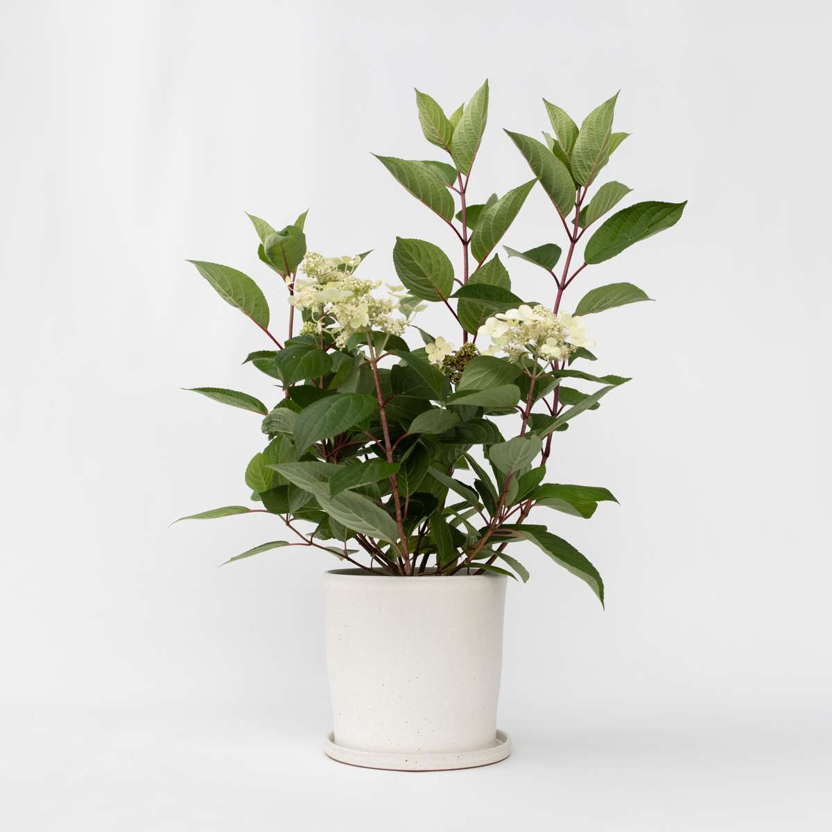 Hydrangea Hortensie - Hydrangea Paniculata 'Early Harry' - Höhe 25-40Cm - ⌀19Cm 