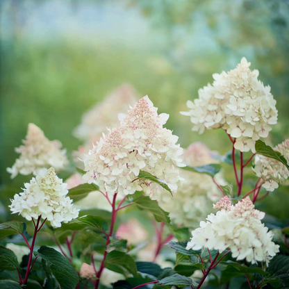 Hydrangea Hortensie - Hydrangea Paniculata 'Early Harry' - Höhe 25-40Cm - ⌀19Cm 
