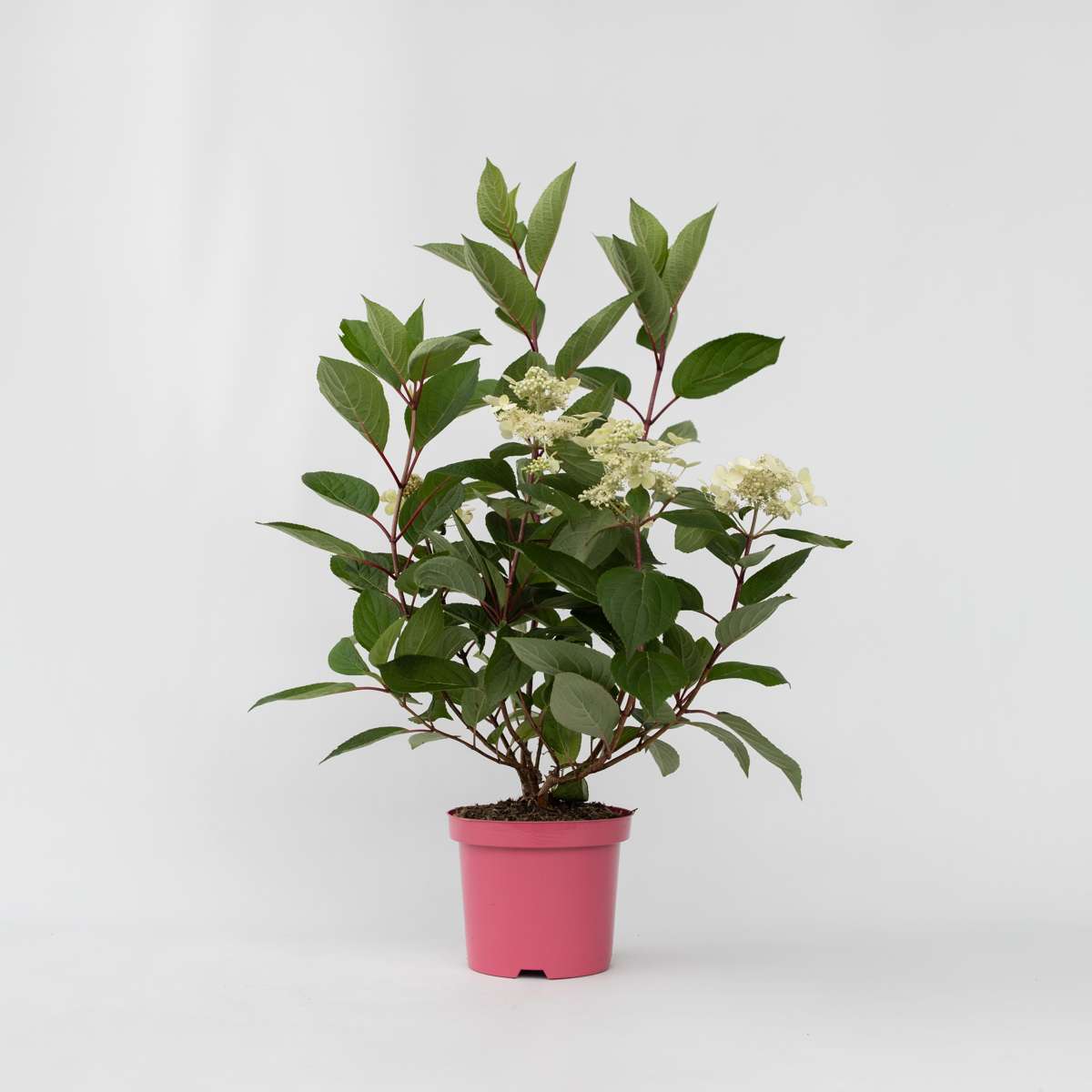 Hydrangea Hortensie - Hydrangea Paniculata 'Early Harry' - Höhe 25-40Cm - ⌀19Cm 