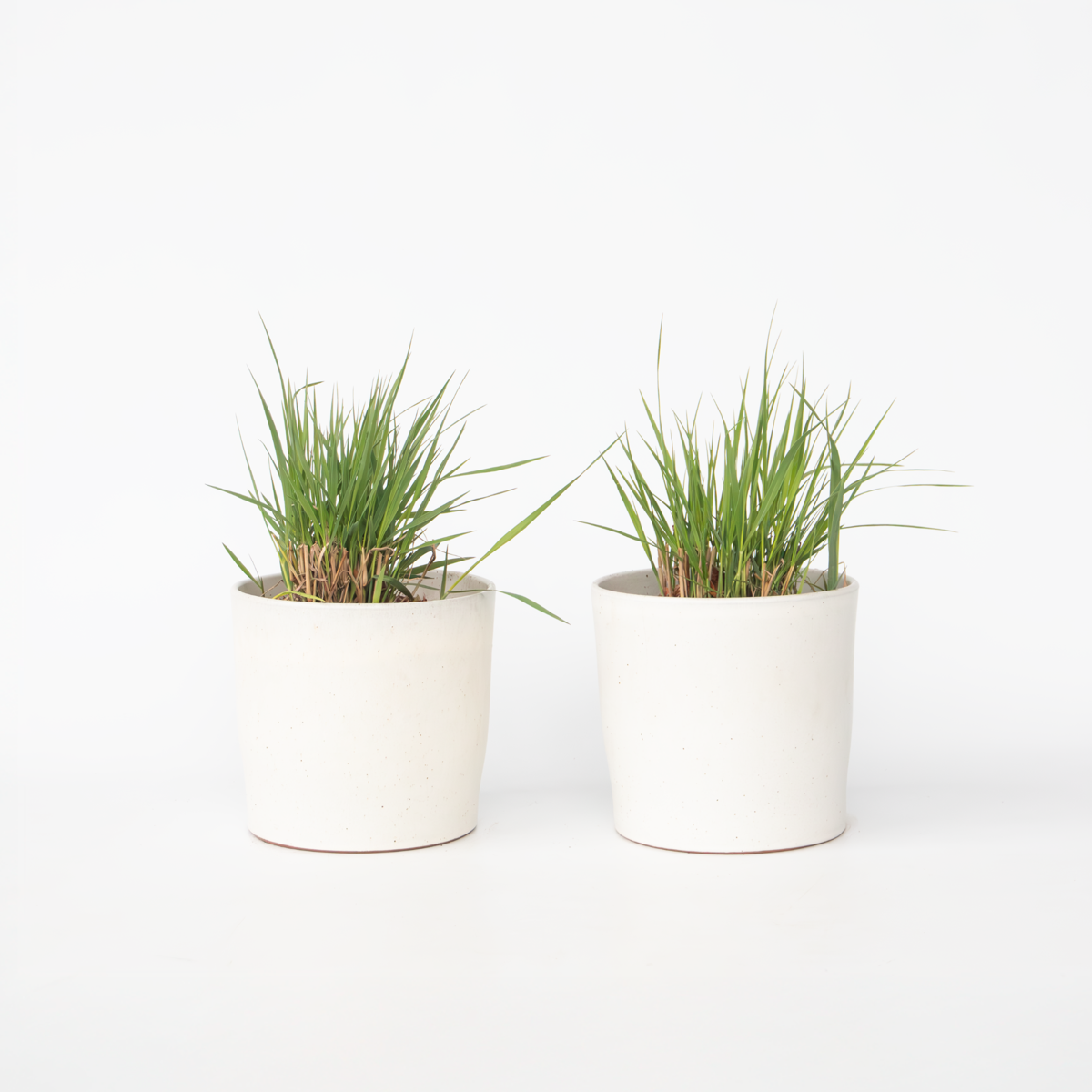 Ornamental Grasses Fingergras - 2 Stk - Panicum Virgatum 'Heavy Metal' - Höhe 40-60Cm - ⌀23Cm 