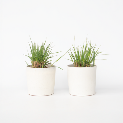 Ornamental Grasses Fingergras - 2 Stk - Panicum Virgatum 'Heavy Metal' - Höhe 40-60Cm - ⌀23Cm 