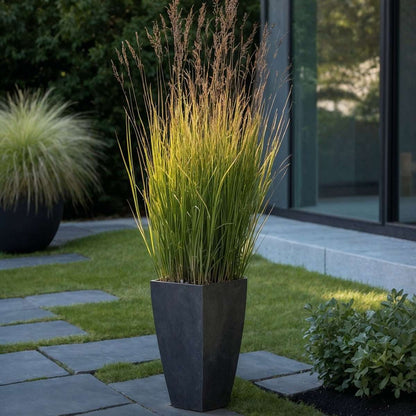 Ornamental Grasses Fingergras - 2 Stk - Panicum Virgatum 'Heavy Metal' - Höhe 40-60Cm - ⌀23Cm 
