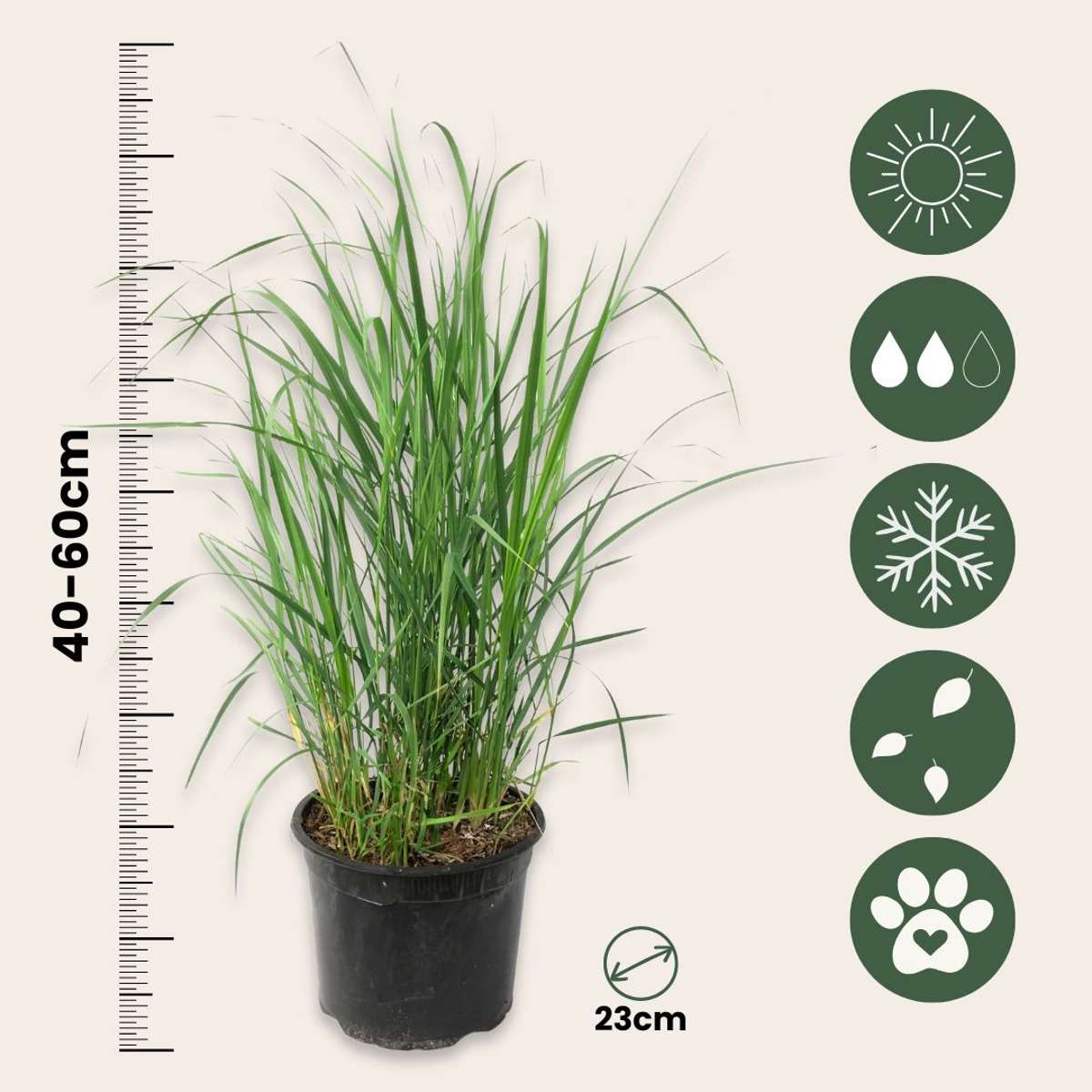 Ornamental Grasses Fingergras - 2 Stk - Panicum Virgatum 'Heavy Metal' - Höhe 40-60Cm - ⌀23Cm 