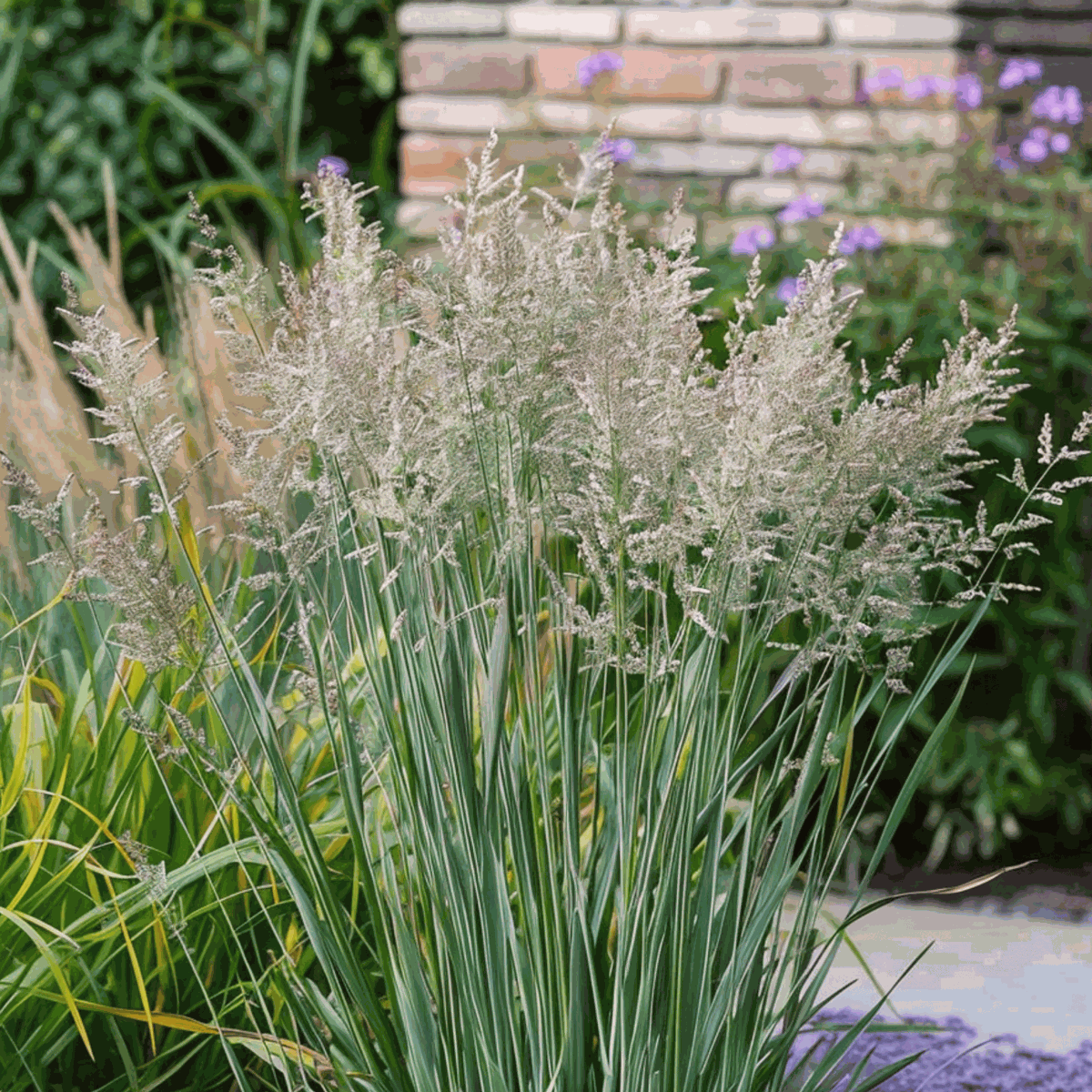 Ornamental Grasses Fingergras - 2 Stk - Panicum Virgatum 'Heavy Metal' - Höhe 40-60Cm - ⌀23Cm 