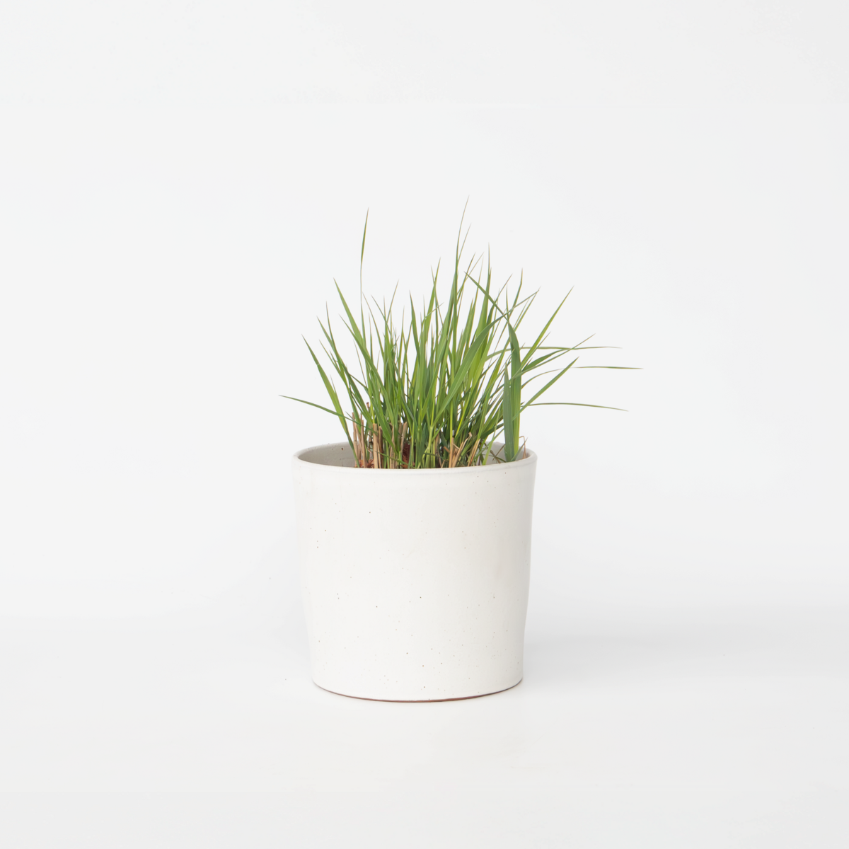 Ornamental Grasses Fingergras - Panicum Virgatum 'Heavy Metal' - Höhe 40-60Cm - ⌀23Cm 