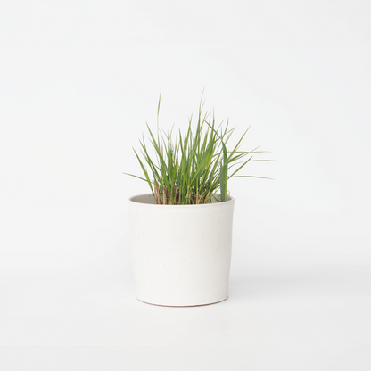 Ornamental Grasses Fingergras - Panicum Virgatum 'Heavy Metal' - Höhe 40-60Cm - ⌀23Cm 