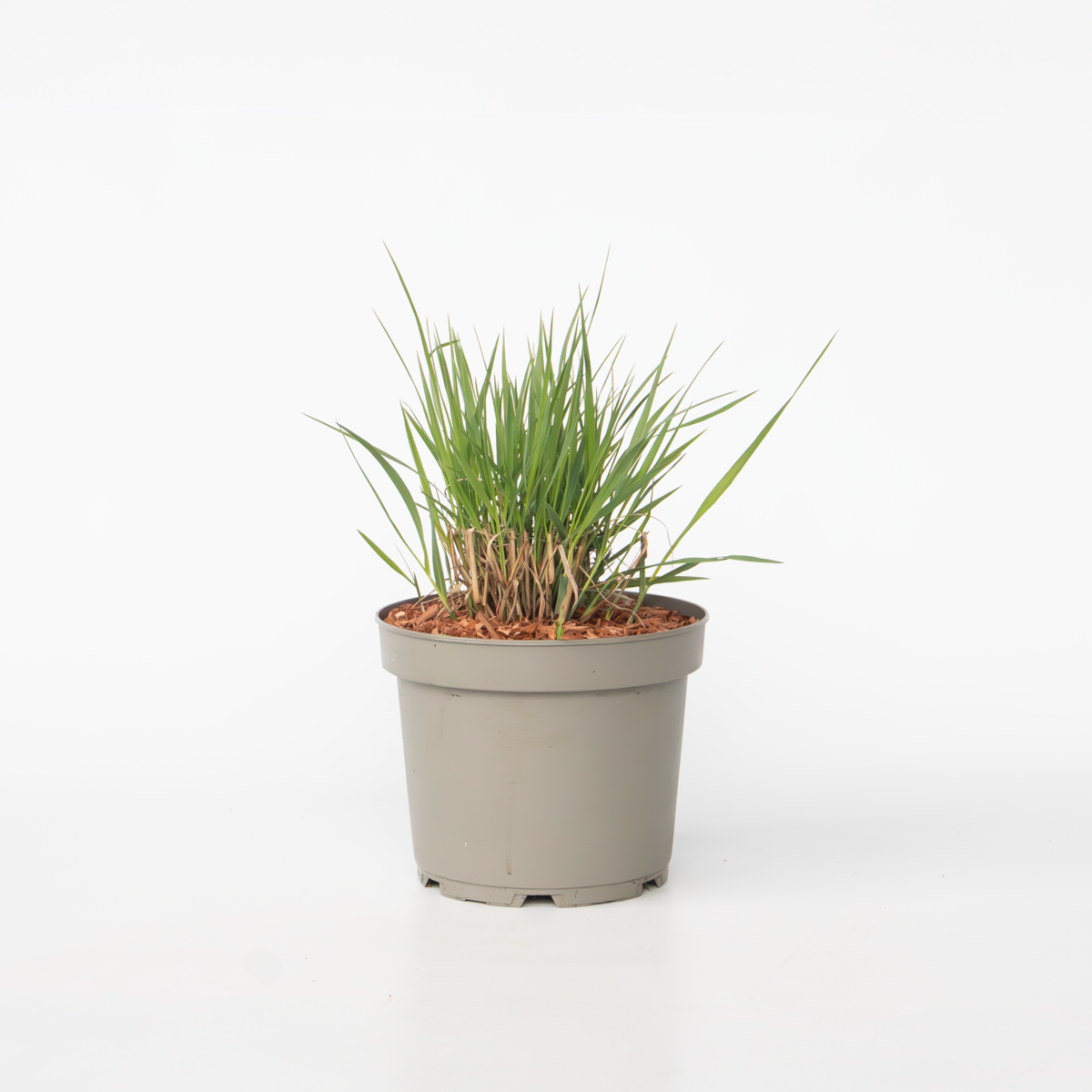 Ornamental Grasses Fingergras - Panicum Virgatum 'Heavy Metal' - Höhe 40-60Cm - ⌀23Cm 