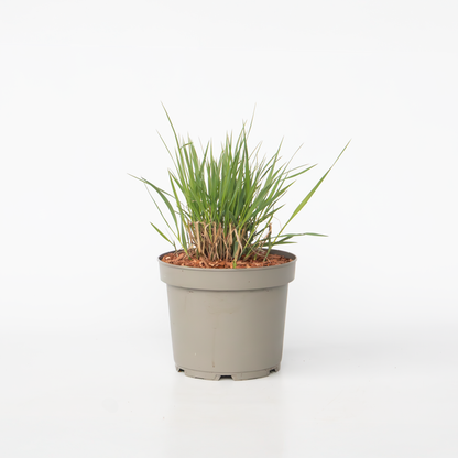 Ornamental Grasses Fingergras - Panicum Virgatum 'Heavy Metal' - Höhe 40-60Cm - ⌀23Cm 