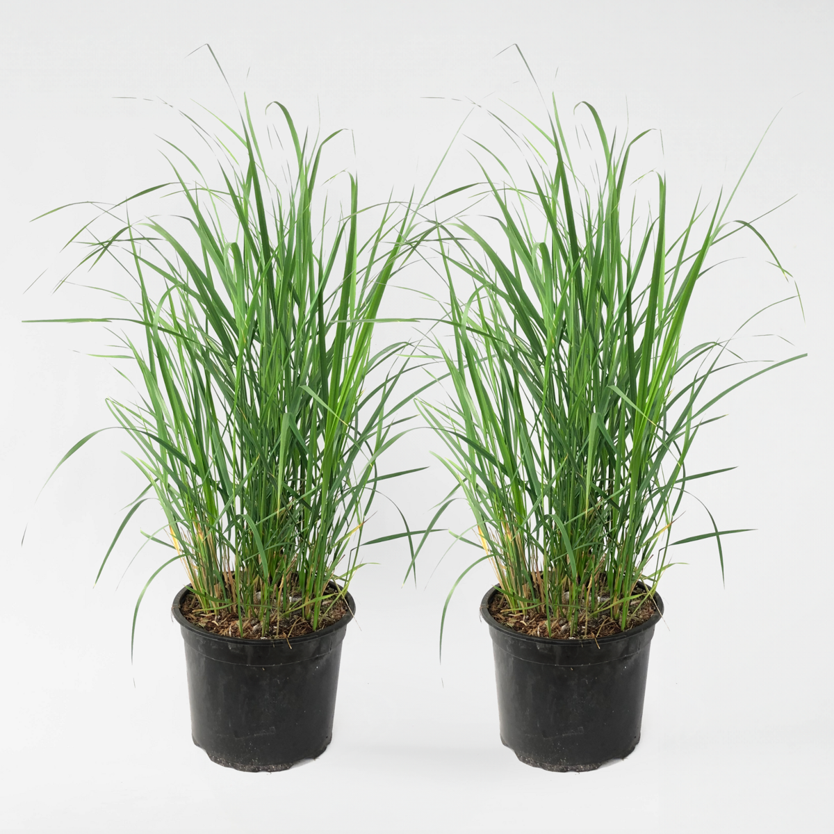 Ornamental Grasses Reitgras - 2 Stk - Calamagrostis 'Karl Foerster' - Höhe 40-60Cm - ⌀23Cm 