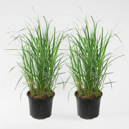 Ornamental Grasses Reitgras - 2 Stk - Calamagrostis 'Karl Foerster' - Höhe 40-60Cm - ⌀23Cm 