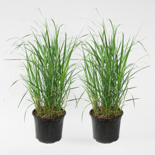 Ornamental Grasses Reitgras - 2 Stk - Calamagrostis 'Karl Foerster' - Höhe 40-60Cm - ⌀23Cm 