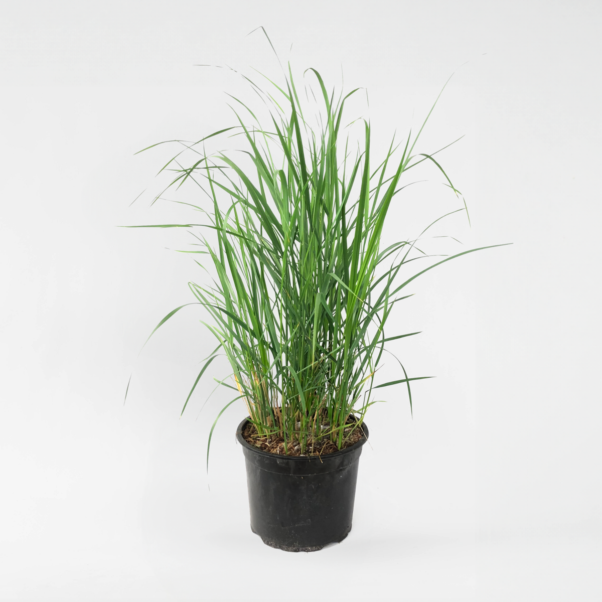 Ornamental Grasses Reitgras - Calamagrostis 'Karl Foerster' - Höhe 40-60Cm - ⌀23Cm 