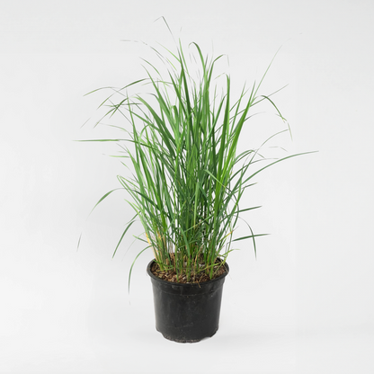 Ornamental Grasses Reitgras - Calamagrostis 'Karl Foerster' - Höhe 40-60Cm - ⌀23Cm 