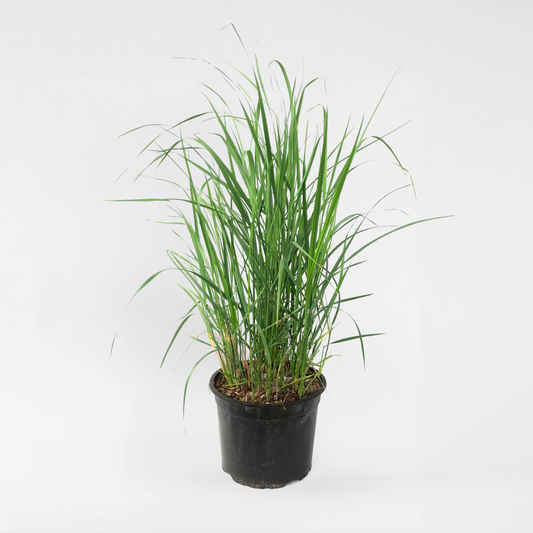 Ornamental Grasses Reitgras - Calamagrostis 'Karl Foerster' - Höhe 40-60Cm - ⌀23Cm 