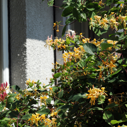 Climbers Geißblatt - 2 Stk - Lonicera Henryi 'Copper Beauty' - Höhe 110-120Cm - ⌀17Cm 