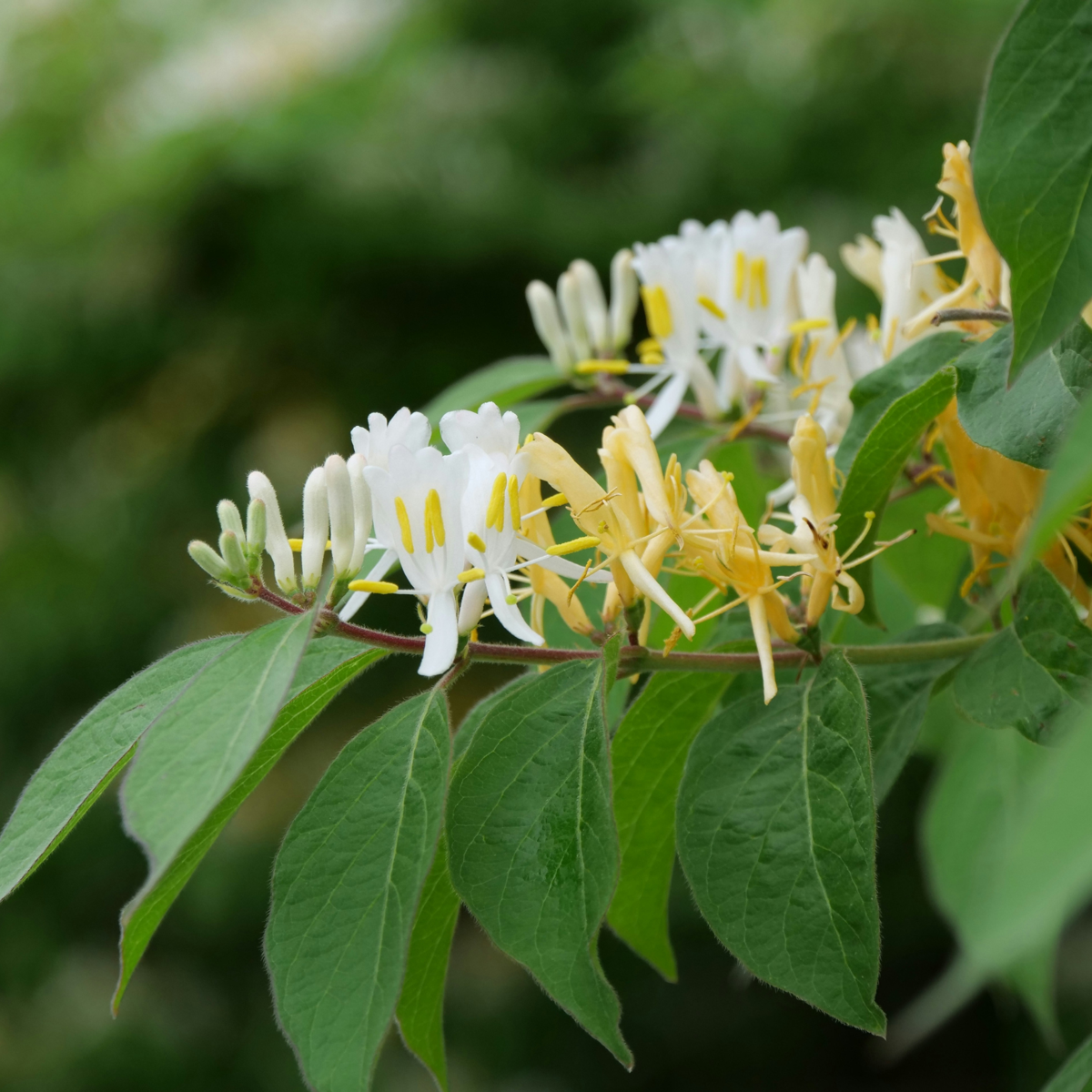 Climbers Geißblatt - 2 Stk - Lonicera Henryi 'Copper Beauty' - Höhe 110-120Cm - ⌀17Cm 
