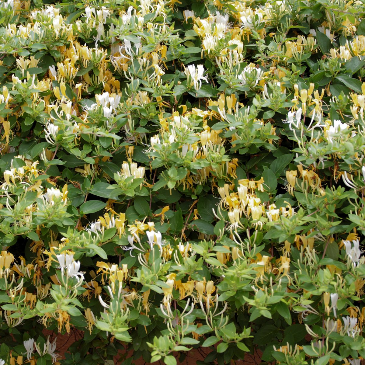 Climbers Geißblatt - 2 Stk - Lonicera Henryi 'Copper Beauty' - Höhe 110-120Cm - ⌀17Cm 