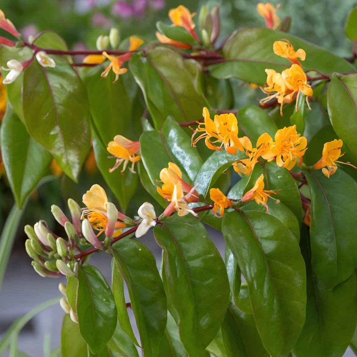 Climbers Geißblatt - 2 Stk - Lonicera Henryi 'Copper Beauty' - Höhe 110-120Cm - ⌀17Cm 
