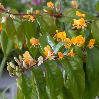 Climbers Geißblatt - 2 Stk - Lonicera Henryi 'Copper Beauty' - Höhe 110-120Cm - ⌀17Cm 