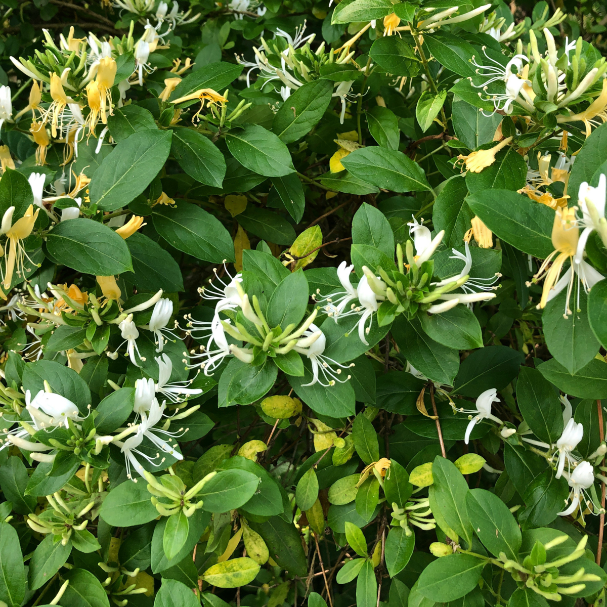 Climbers Geißblatt - 2 Stk - Lonicera Henryi 'Copper Beauty' - Höhe 110-120Cm - ⌀17Cm 