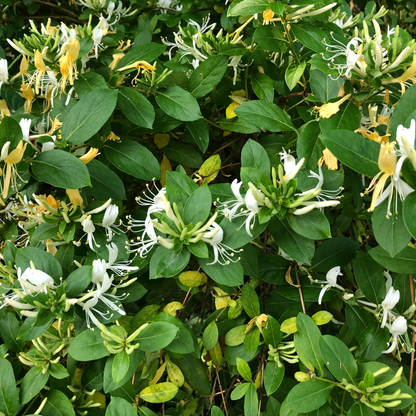 Climbers Geißblatt - 2 Stk - Lonicera Henryi 'Copper Beauty' - Höhe 110-120Cm - ⌀17Cm 