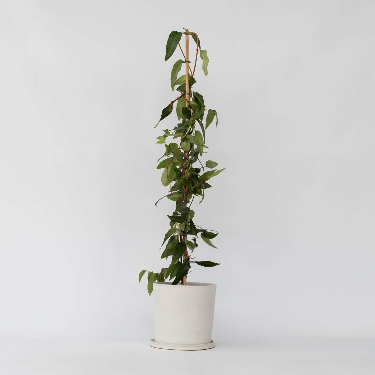 Climbers Geißblatt - Lonicera Henryi 'Copper Beauty' - Höhe 110-120Cm - ⌀17Cm 