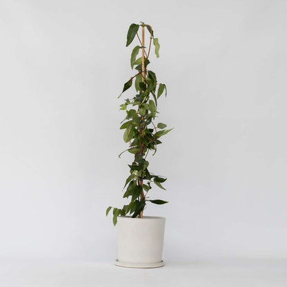 Climbers Geißblatt - Lonicera Henryi 'Copper Beauty' - Höhe 110-120Cm - ⌀17Cm 