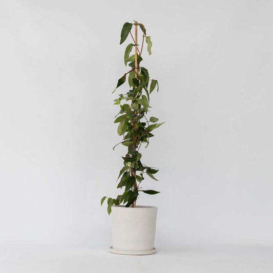 Climbers Geißblatt - Lonicera Henryi 'Copper Beauty' - Höhe 110-120Cm - ⌀17Cm 