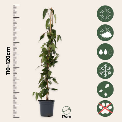 Climbers Geißblatt - Lonicera Henryi 'Copper Beauty' - Höhe 110-120Cm - ⌀17Cm 