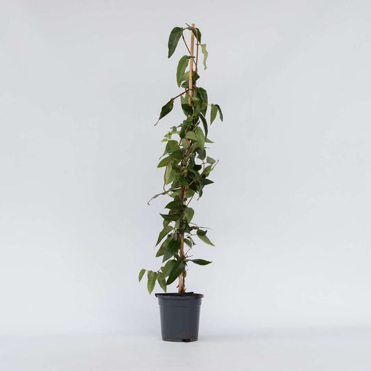 Climbers Geißblatt - Lonicera Henryi 'Copper Beauty' - Höhe 110-120Cm - ⌀17Cm 