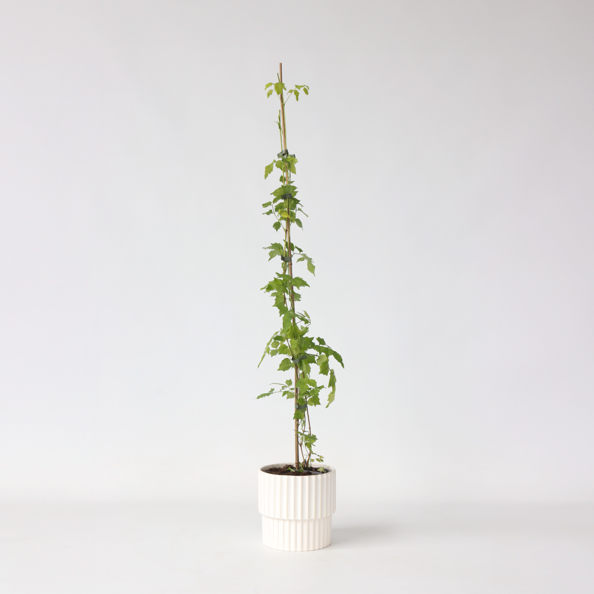 Climbers Trompetenkletterer - Campsis Radicans - Höhe 110-120Cm - ⌀17Cm 