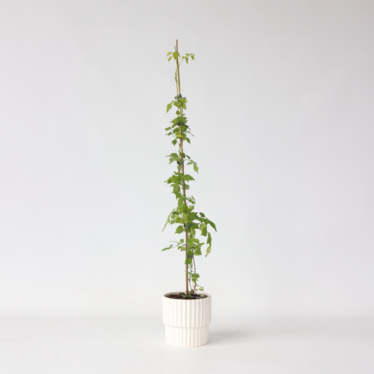 Climbers Trompetenkletterer - Campsis Radicans - Höhe 110-120Cm - ⌀17Cm 