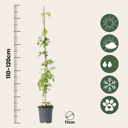 Climbers Trompetenkletterer - Campsis Radicans - Höhe 110-120Cm - ⌀17Cm 