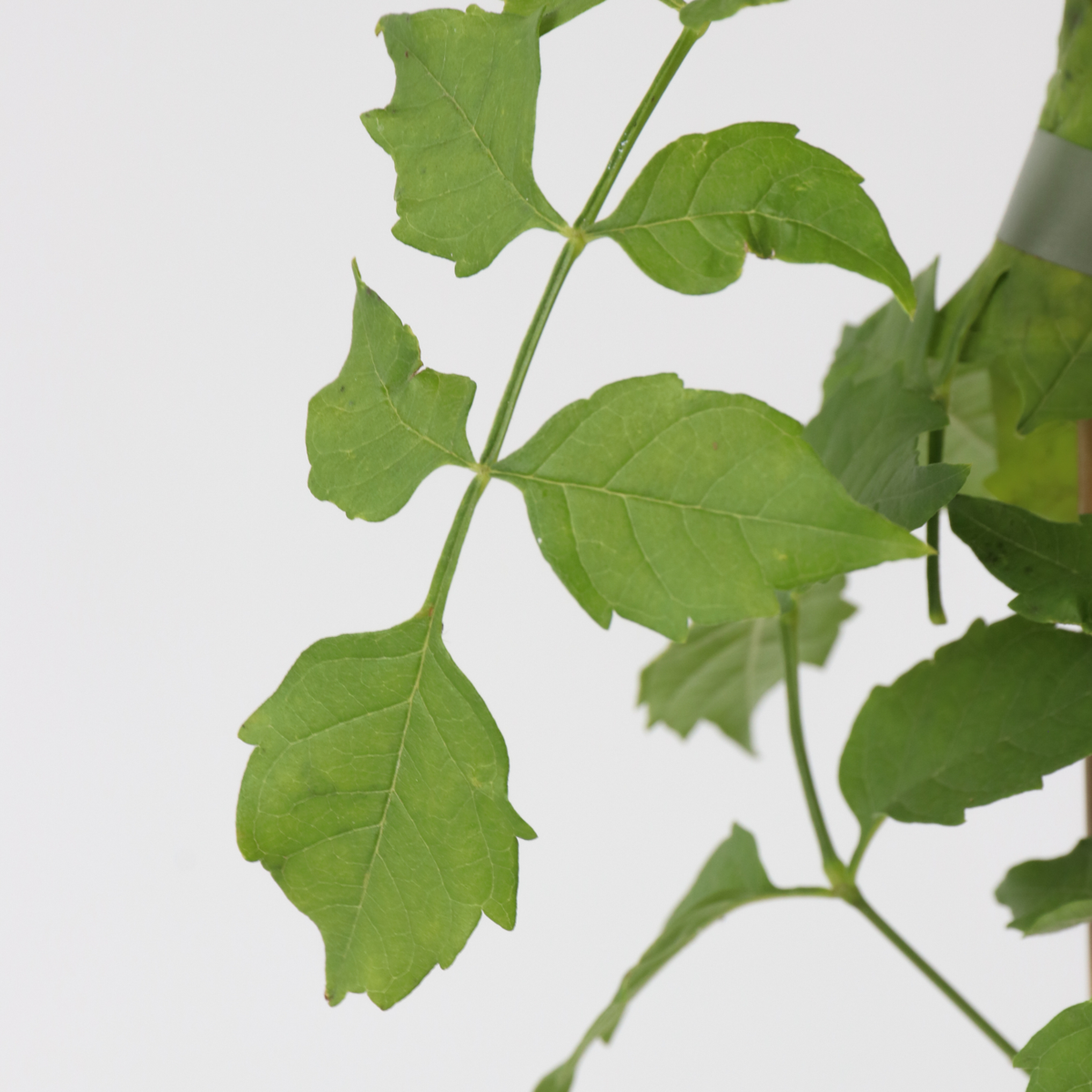 Climbers Trompetenkletterer - Campsis Radicans - Höhe 110-120Cm - ⌀17Cm 