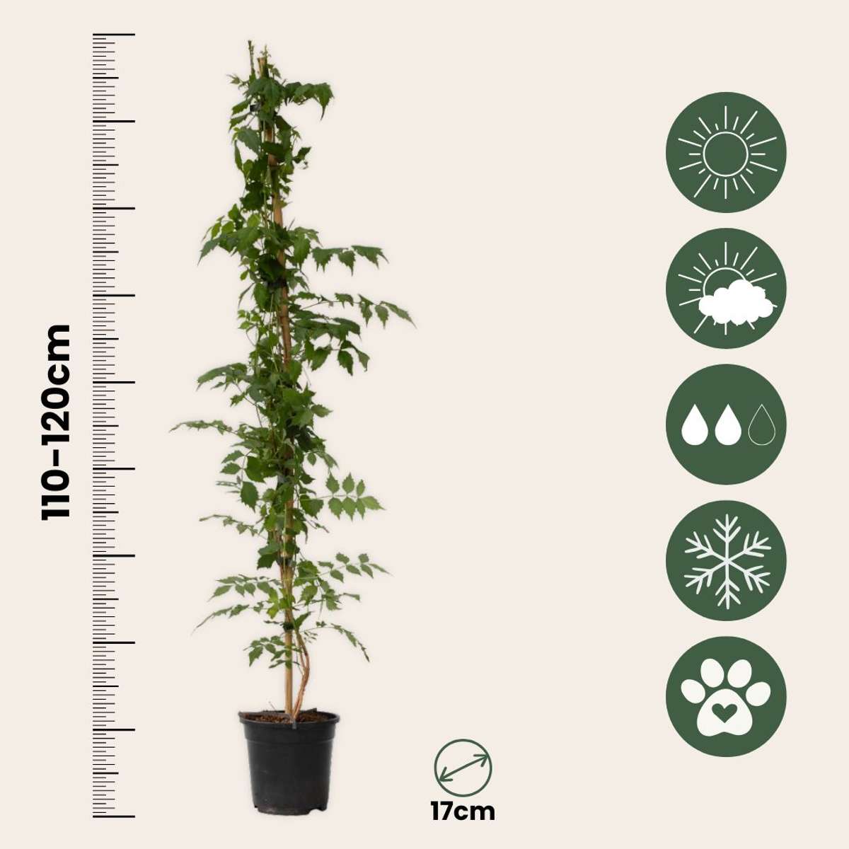 Climbers Trompetenkletterer - 2 Stk - Campsis 'Mme Galen' - Höhe 110-120Cm - ⌀17Cm 