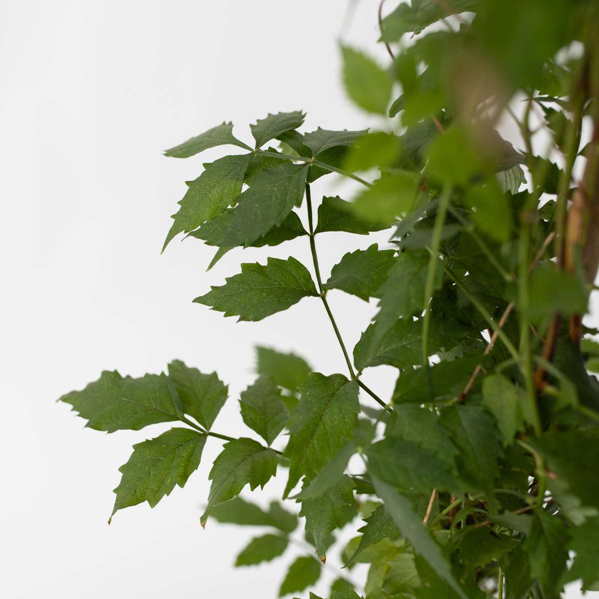 Climbers Trompetenkletterer - 2 Stk - Campsis 'Mme Galen' - Höhe 110-120Cm - ⌀17Cm 