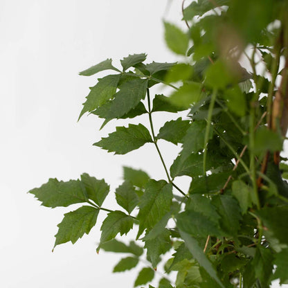 Climbers Trompetenkletterer - 2 Stk - Campsis 'Mme Galen' - Höhe 110-120Cm - ⌀17Cm 