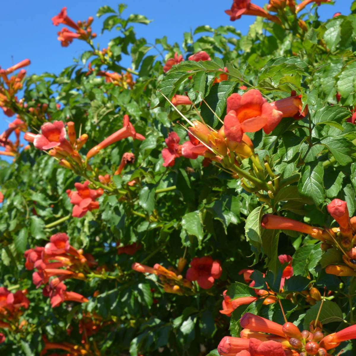Climbers Trompetenkletterer - Campsis Taglibuana 'Mme Galen' - Höhe 110-120Cm - ⌀17Cm 