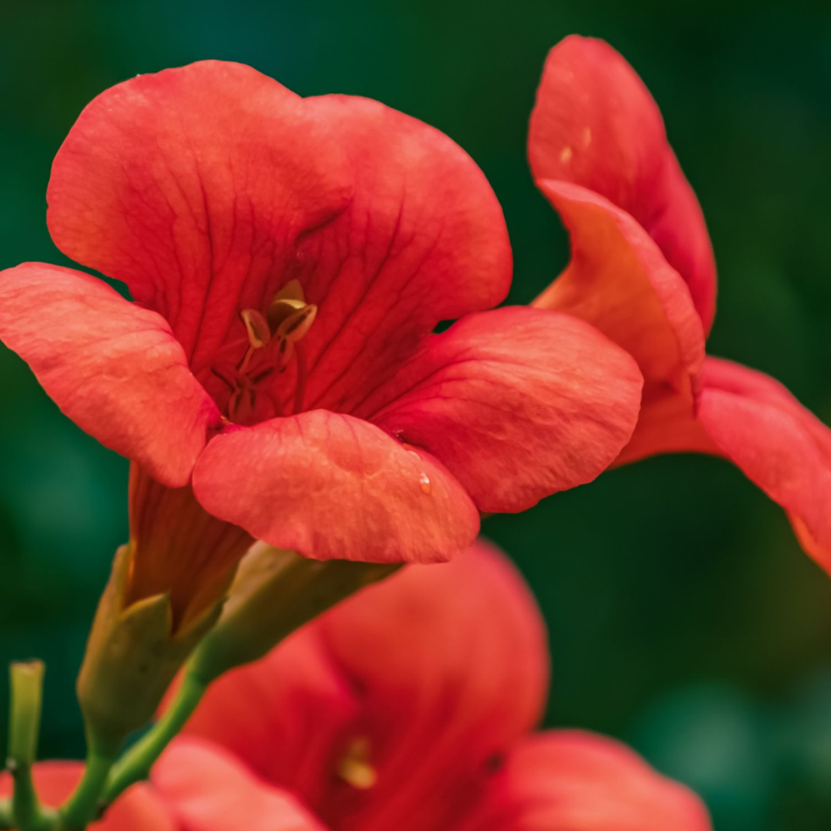Climbers Trompetenkletterer - Campsis Taglibuana 'Mme Galen' - Höhe 110-120Cm - ⌀17Cm 