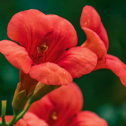 Climbers Trompetenkletterer - Campsis Taglibuana 'Mme Galen' - Höhe 110-120Cm - ⌀17Cm 