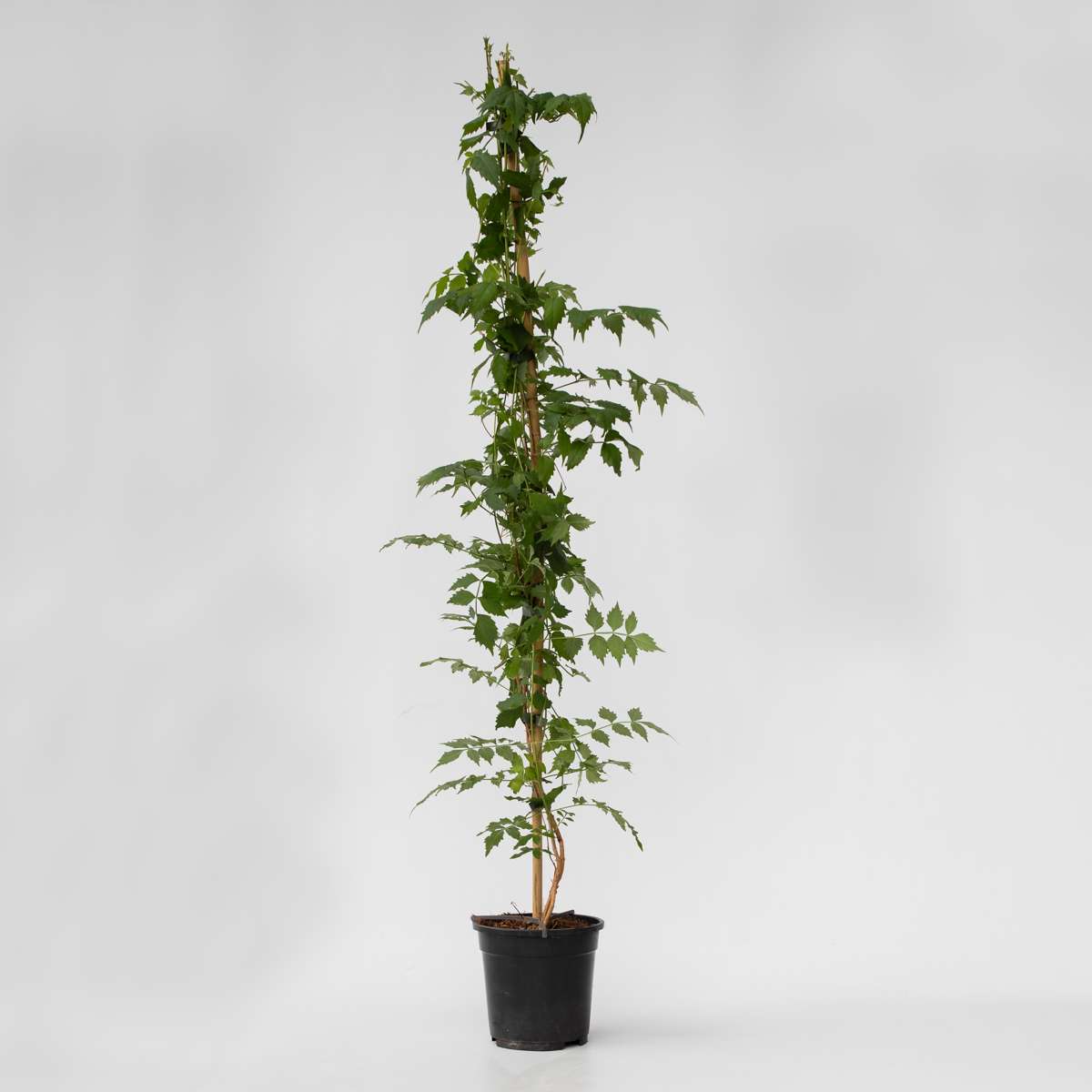 Climbers Trompetenkletterer - Campsis Taglibuana 'Mme Galen' - Höhe 110-120Cm - ⌀17Cm 