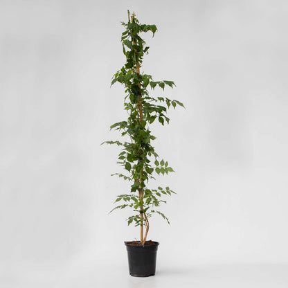 Climbers Trompetenkletterer - Campsis Taglibuana 'Mme Galen' - Höhe 110-120Cm - ⌀17Cm 
