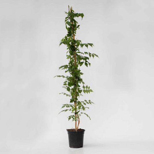Climbers Trompetenkletterer - Campsis Taglibuana 'Mme Galen' - Höhe 110-120Cm - ⌀17Cm 