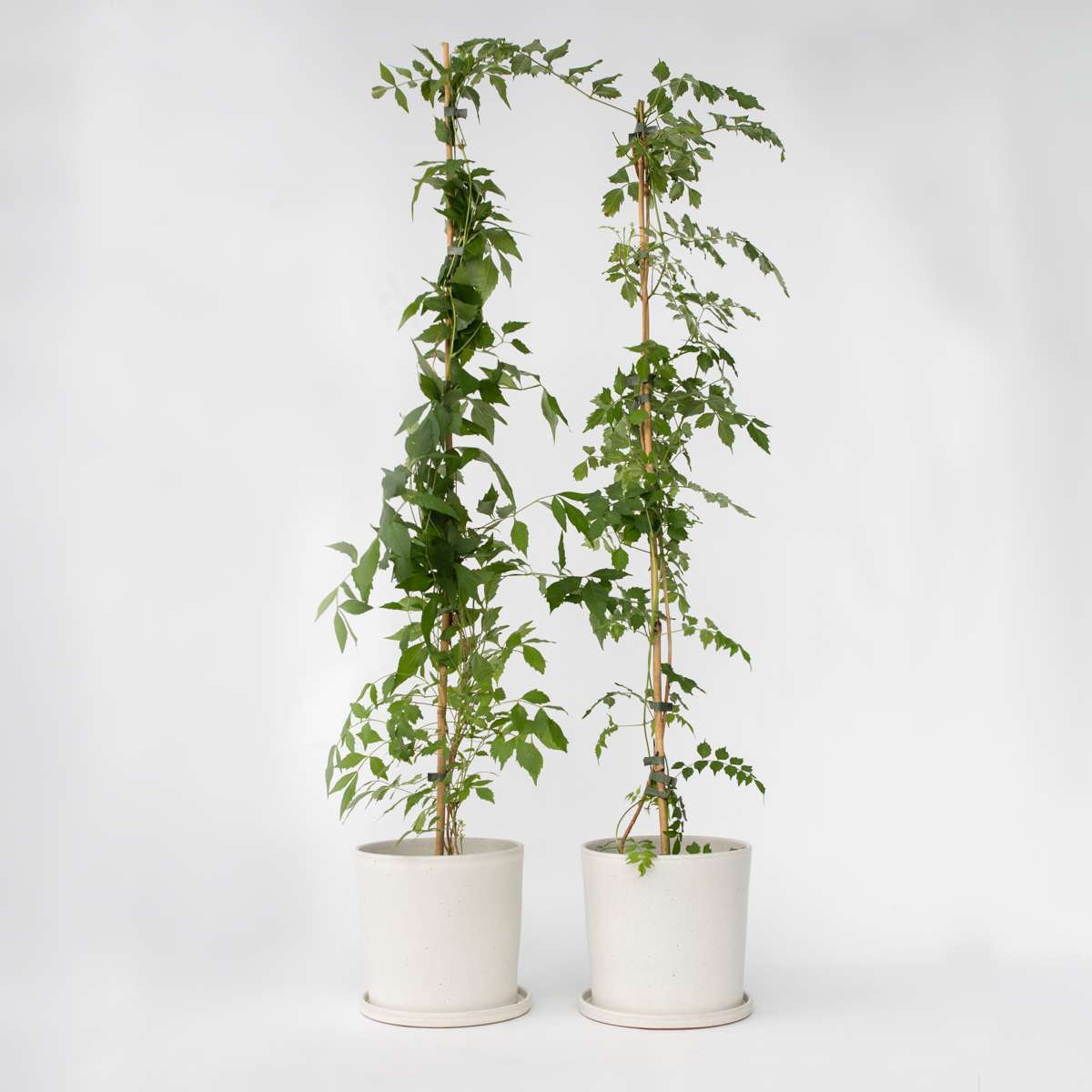 Climbers Trompetenkletterer - 2 Stk - Campis Radicans 'Flava' - Höhe 110-120Cm - ⌀17Cm 