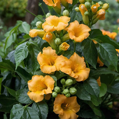Climbers Trompetenkletterer - 2 Stk - Campis Radicans 'Flava' - Höhe 110-120Cm - ⌀17Cm 