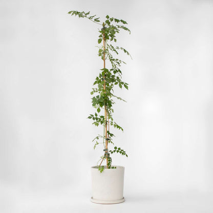 Climbers Trompetenkletterer - Campis Radicans 'Flava' - Höhe 110-120Cm - ⌀17Cm 